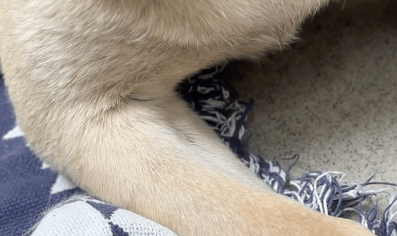 sitting-with-dogs-99-dylan